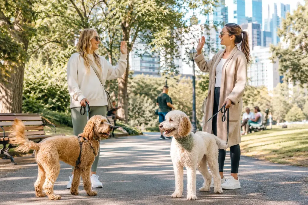 Doodle Owners Meeting In The Park